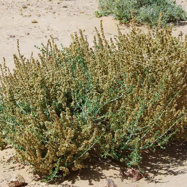 Salsola longifolia অভ্যাস