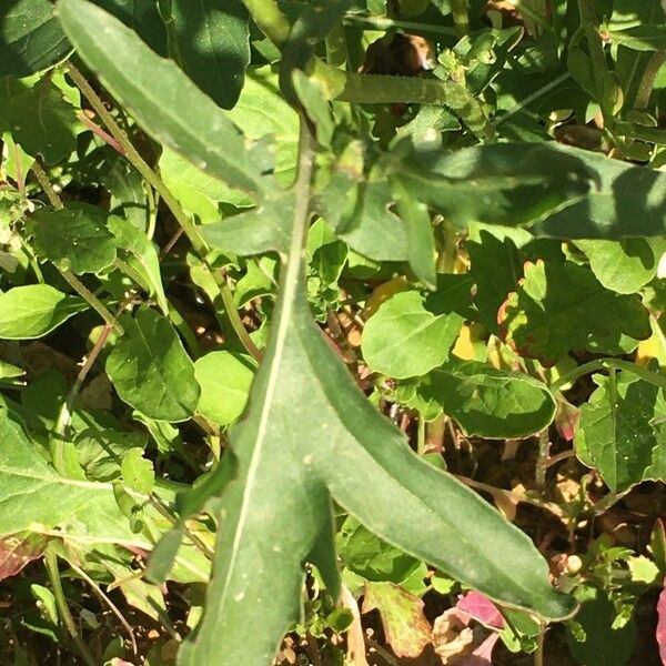 Eruca sativa Leaf