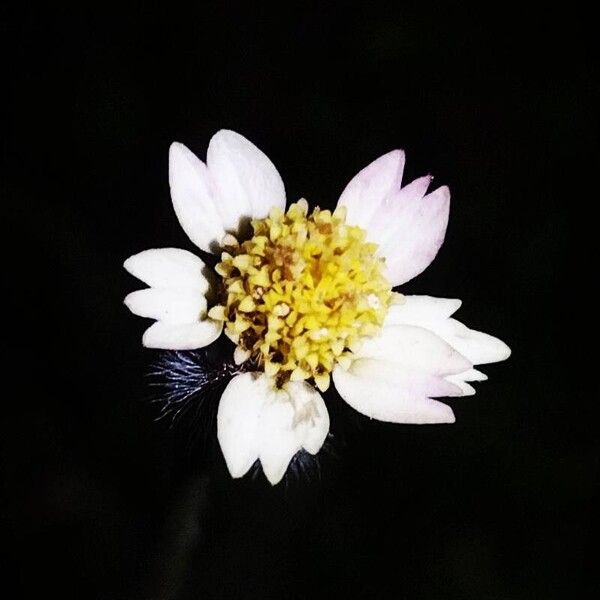 Tridax procumbens Çiçek