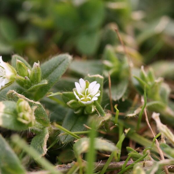 Cerastium semidecandrum Costuma