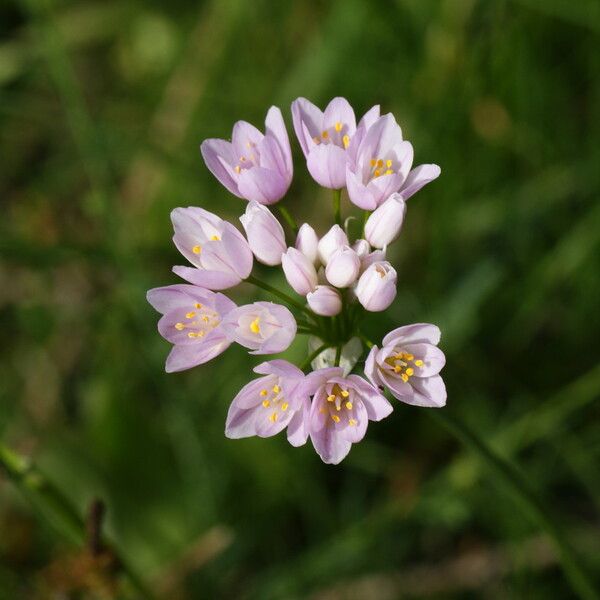 Allium roseum Floare