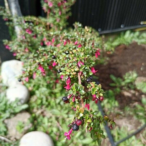Fuchsia microphylla Λουλούδι
