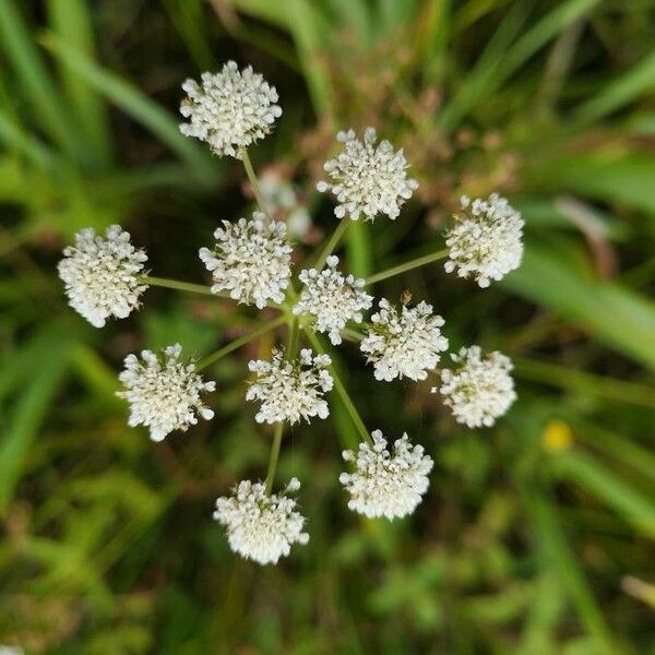 Oenanthe lachenalii 花