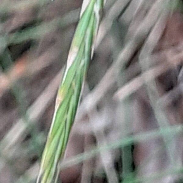 Brachypodium retusum Fiore