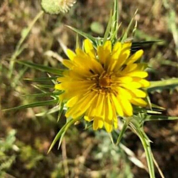 Scolymus maculatus Žiedas