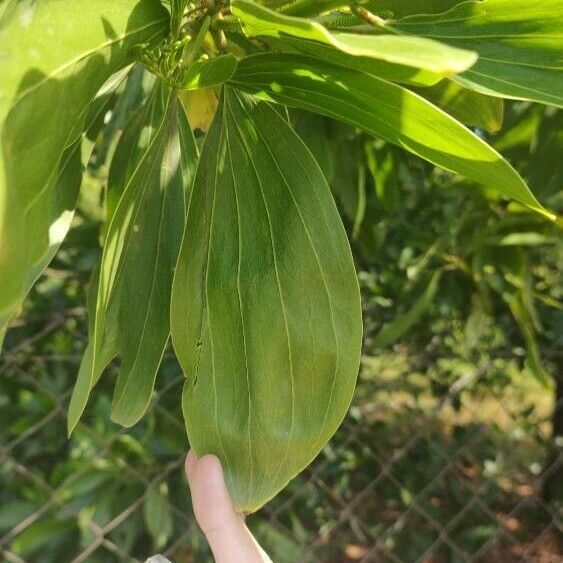 Acacia mangium Blatt