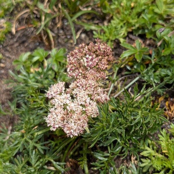 Neogaya simplex Hoja