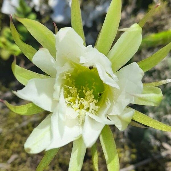 Lobivia ancistrophora Flower