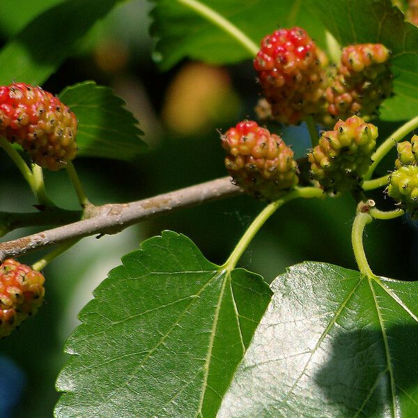 Morus nigra Fruit