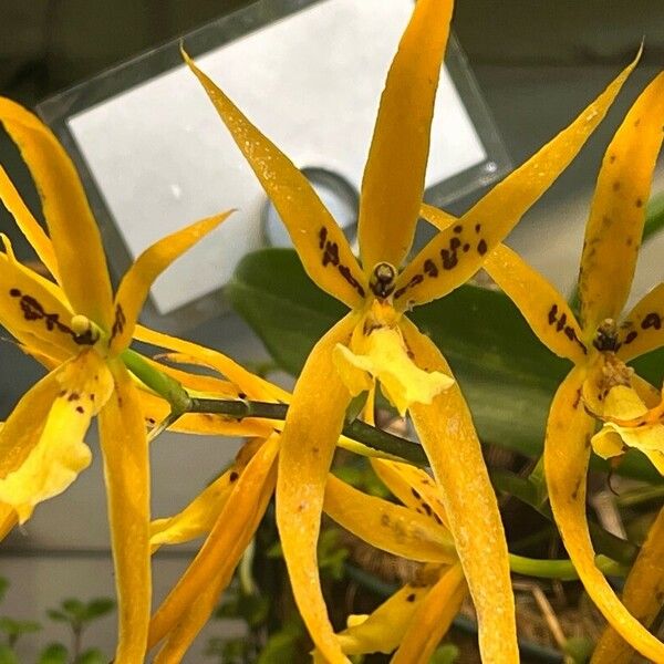 Brassia arachnoidea Žiedas