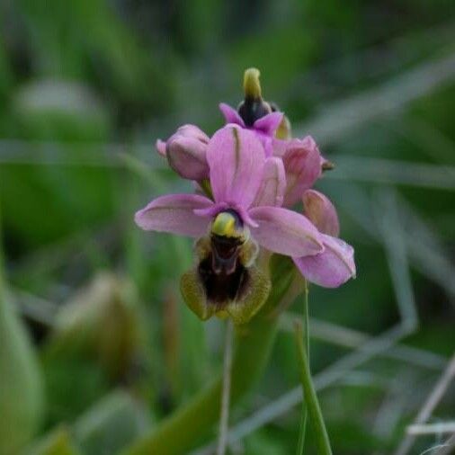 Ophrys tenthredinifera Blomma