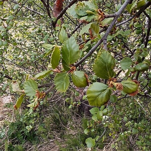 Betula humilis Folha