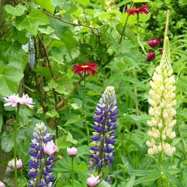 Lupinus polyphyllus Bloem