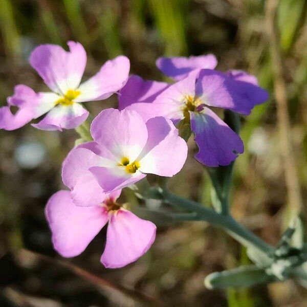 Marcus-kochia littorea Flower