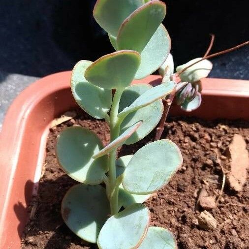 Kalanchoe marnieriana برگ