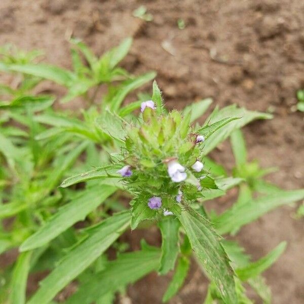 Dracocephalum parviflorum Blad