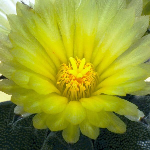 Astrophytum myriostigma Flor