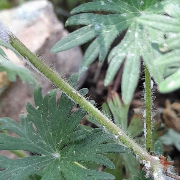 Geranium sanguineum خشب