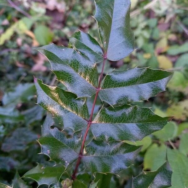 Berberis aquifolium Folha