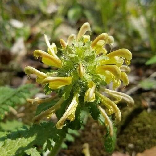 Pedicularis canadensis 花