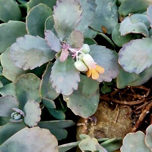 Kalanchoe fedtschenkoi Кветка