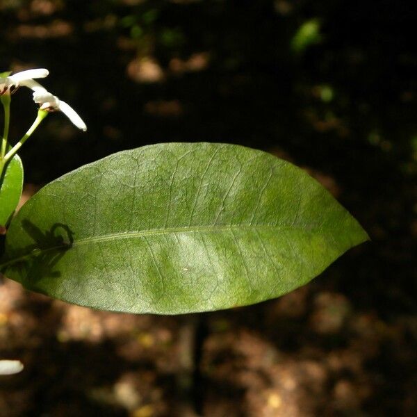 Ixora borboniae Leaf
