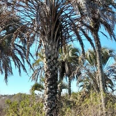 Butia yatay Habitus