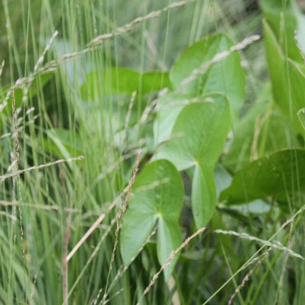 Sagittaria sagittifolia Blatt