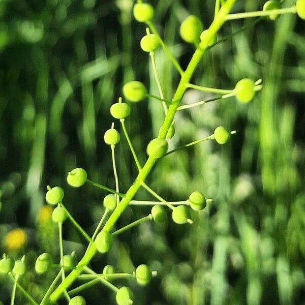 Neslia paniculata Ffrwyth