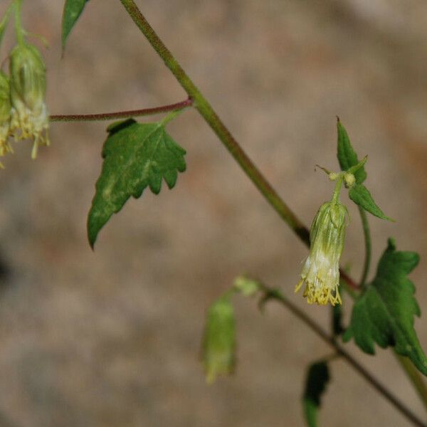 Brickellia grandiflora Blomst