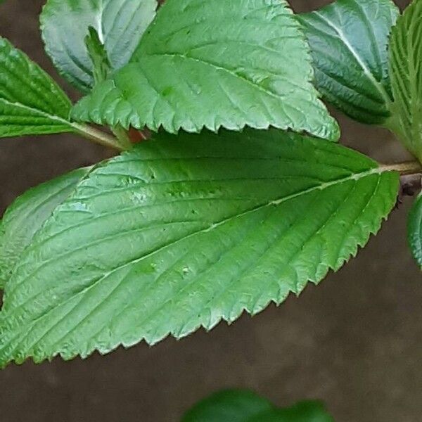 Viburnum × bodnantense 葉