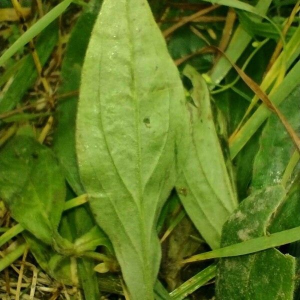 Plantago media Leaf