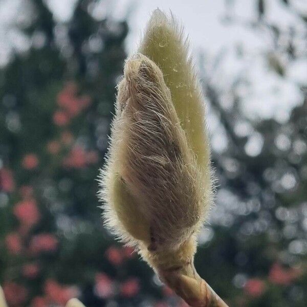 Magnolia sprengeri Altul/Alta