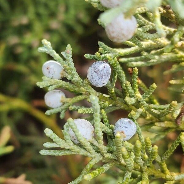 Juniperus horizontalis Çiçek