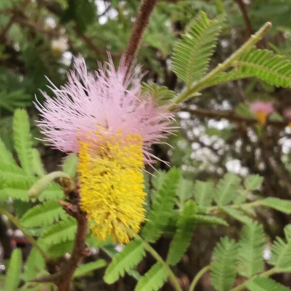 Dichrostachys cinerea Flors