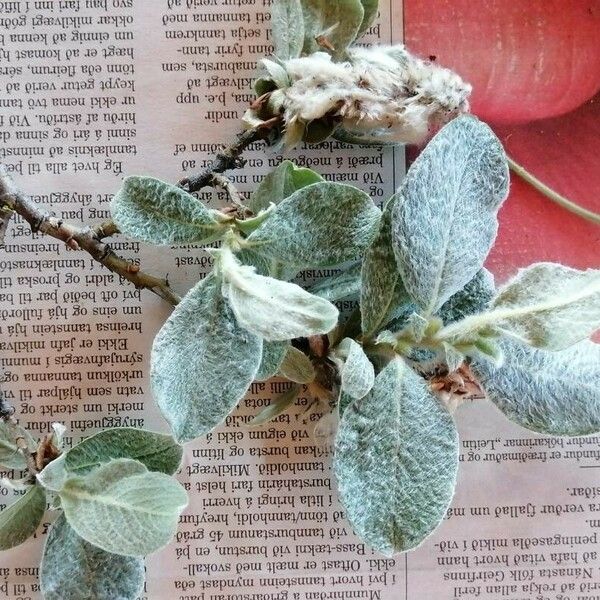 Salix lanata Feuille