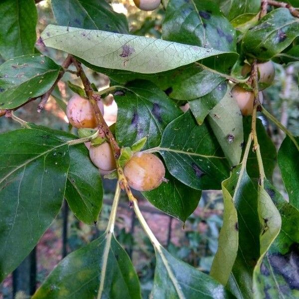 Diospyros virginiana Fruit