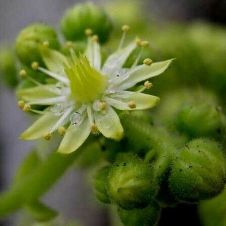 Aeonium tabulaeforme Flor