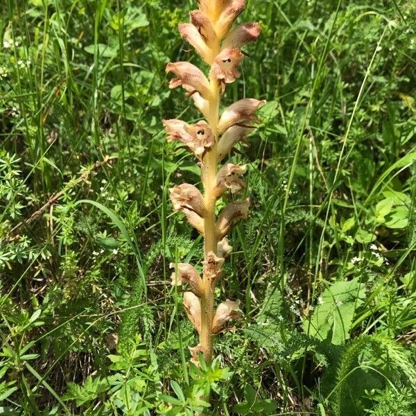 Orobanche elatior Цвят