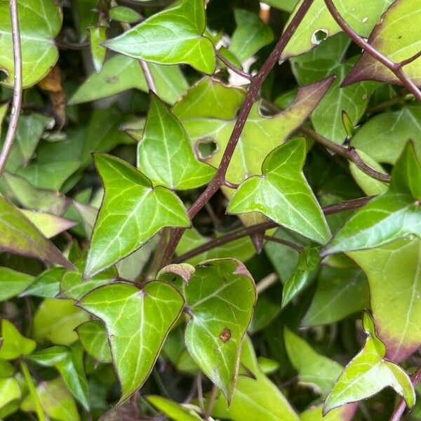 Senecio macroglossus Leaf