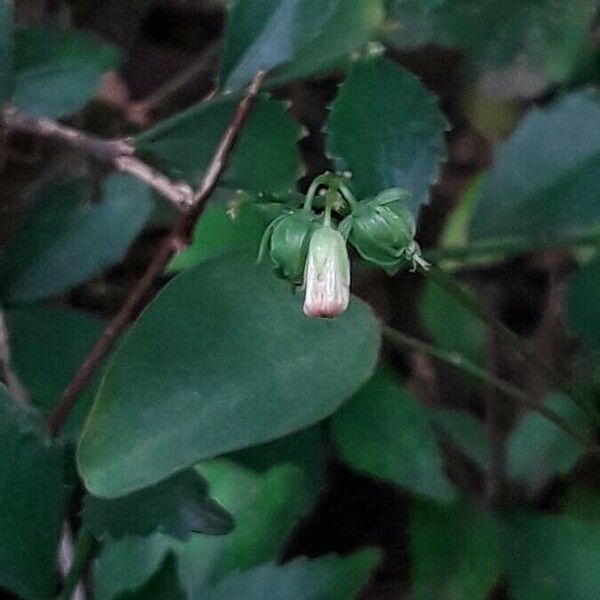 Oxalis barrelieri Blomma