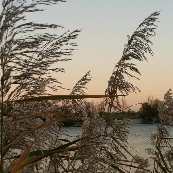 Phragmites australis Flower