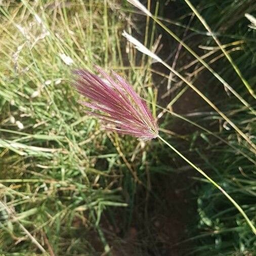 Chloris roxburghiana Květ