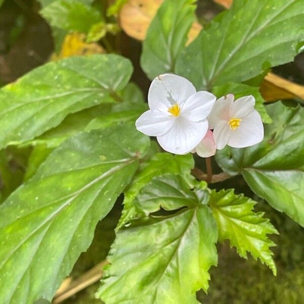 Begonia decandra Flower