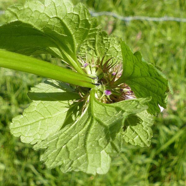 Lamium purpureum 叶