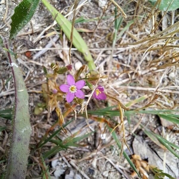 Centaurium pulchellum Fleur