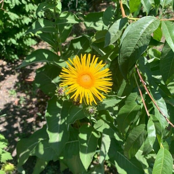 Inula helenium Flower