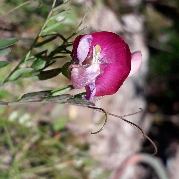Lathyrus clymenum 花