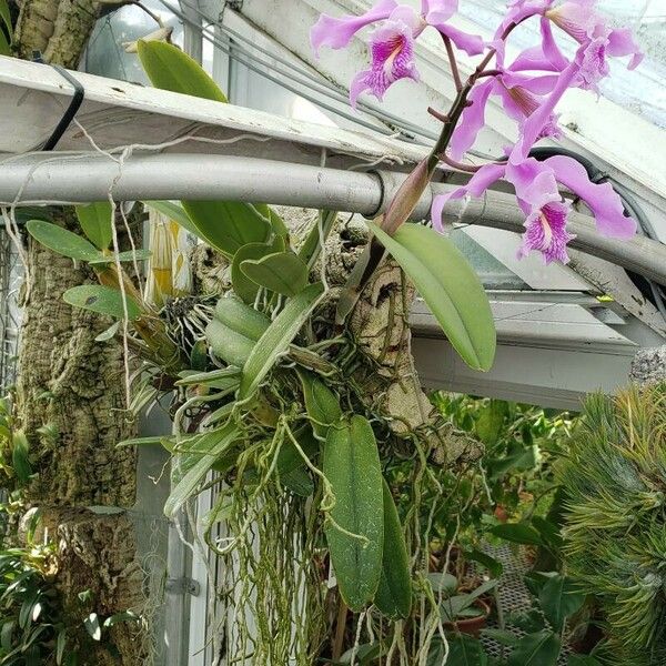 Cattleya dowiana Natur