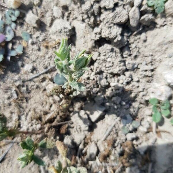 Helianthemum ledifolium 葉